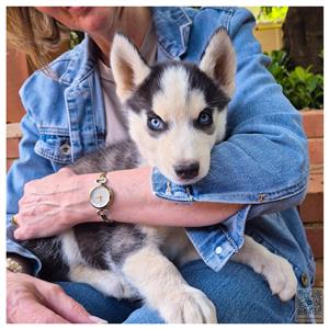 Purebred Siberian Husky Puppies