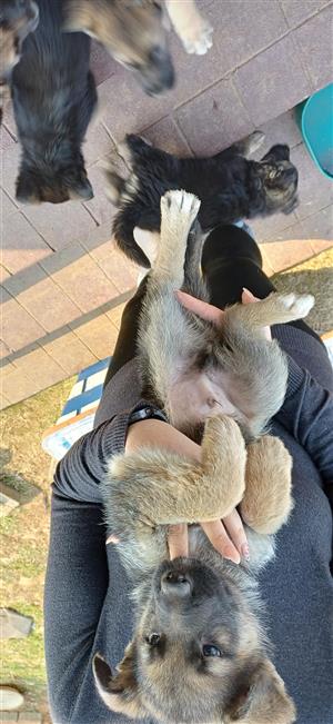 German Shepherd puppies for sale 