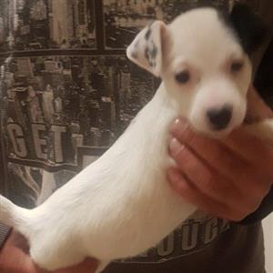 Jack Russell puppy