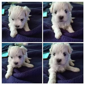  Beautiful Maltese puppies available immediately 