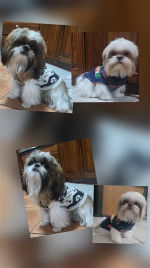 Beautiful Pure Bred Shih Tzu Puppies  for Sale. 