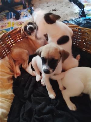 Kishu Ken mix Chihuahua puppies