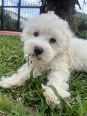 Maltese poodle 