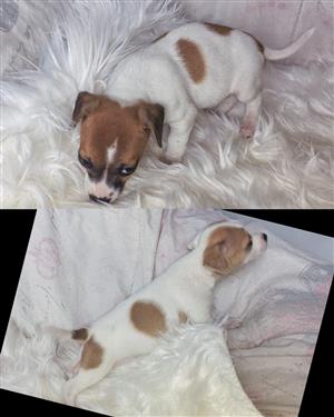Jack Russel pups