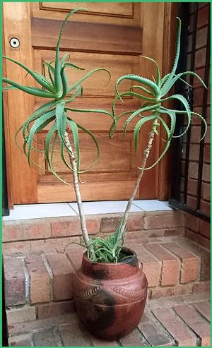 Potted Aloe Vera That We Love