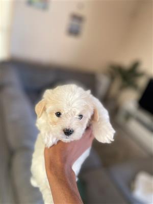 Maltese puppies
