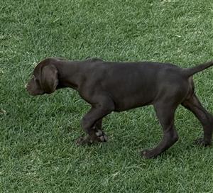 German Shorthaired Pointer puppies available 