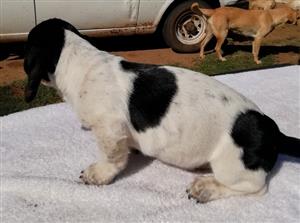 basset hound x jack russell