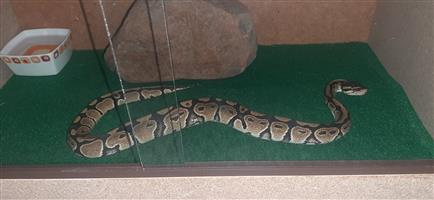 Ball python with cage and heating pad