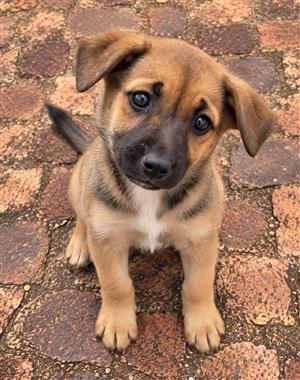 Labrador x german shepherd puppies 