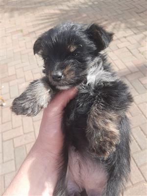 Pure breed yorkie for sale