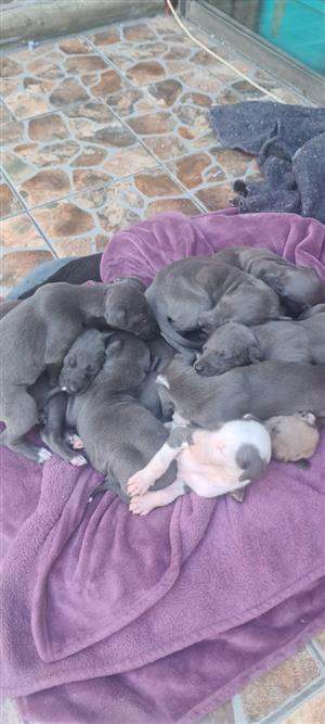 Greyhound puppies 