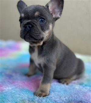 Gorgeous Exotic French bulldog puppies available