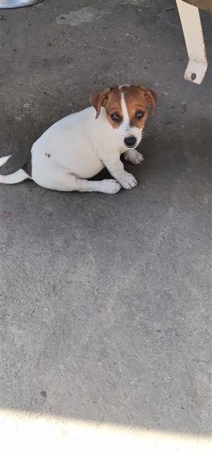 minature jack russell male puppies