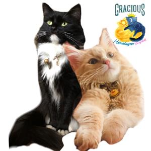 Gracious Rag doll kittens