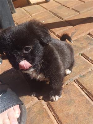 2 Peke A Jack Puppies left