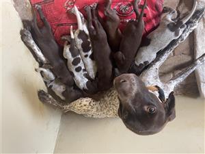 GS Pointer Male Pups for sale!
