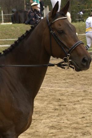 HORSE