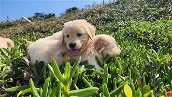 Gorgeous Golden Retriever puppies available