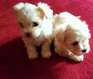Small Miniature Maltese Puppies