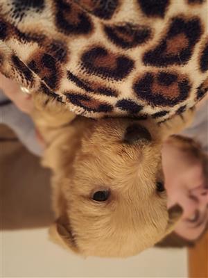 Scottish terrier puppies for sale 