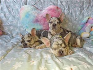 Gorgeous Exotic French bulldog puppies available