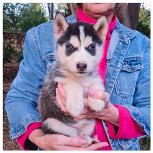 Purebred Siberian Husky Pups