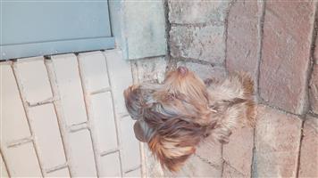 Chocolate male Yorkie puppie