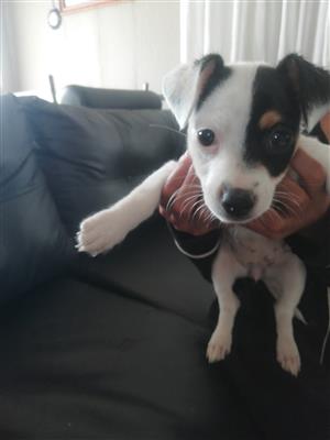Jack Russell Puppies 