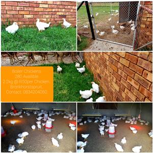 Boiler Chickens 280 Availible. R50 per Chicken R 45 for 100 or more. 6weeks old 
