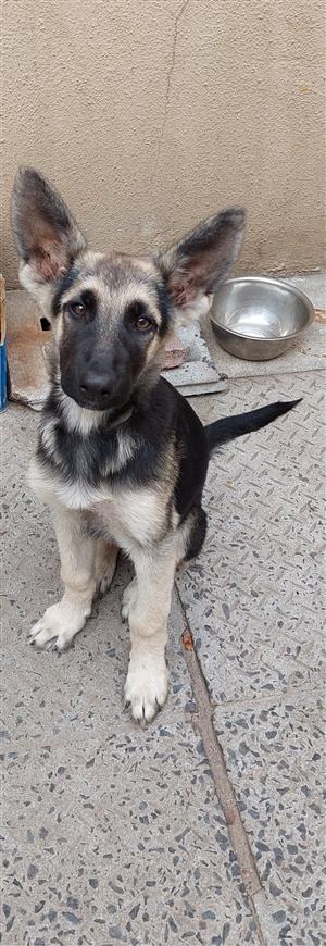 German Shepherd Puppy