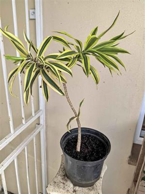 Bright Radiant Variegated Draceana in 19cm pot 
