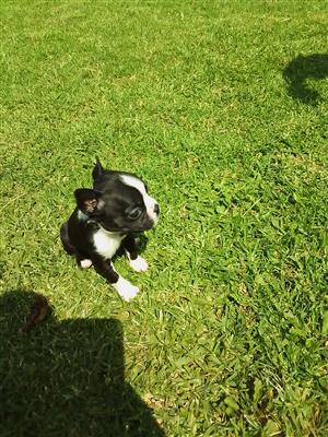 Boston terrier puppies for sale , brindle colour