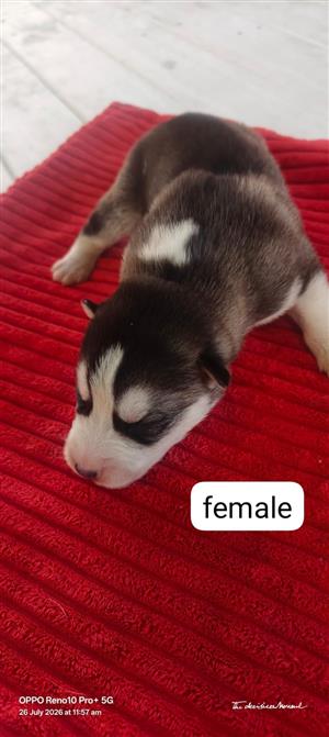 Siberian husky puppies