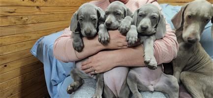 Weimaraner puppies te koop 