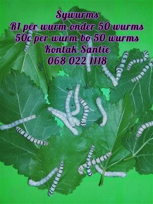 Silkworms/Sywurms