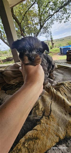 Yorkie puppy for sale 