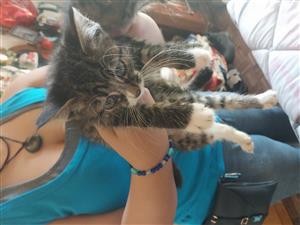 Maincoon 
