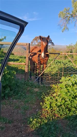 Oudtstanding filly 