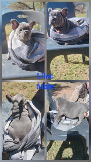 Gorgeous Exotic French bulldog puppies available