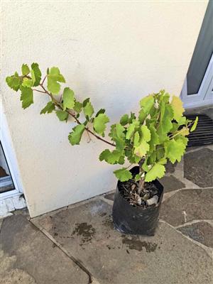 Grafted Established Barlinka Seedless Grape Vine 