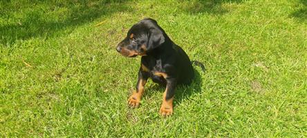 Doberman Large breed