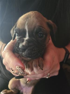 Adorable female boxer puppy 