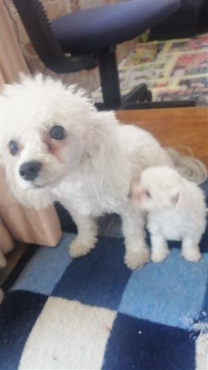 Maltese puppies