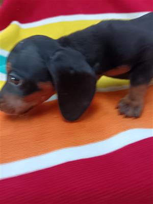 Miniature Dachshund
