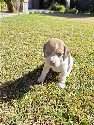 Beagle Puppies