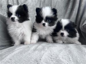 Pomeranian toypoms puppies 