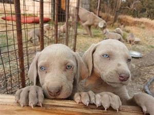 Weimarainer Puppies for sale
