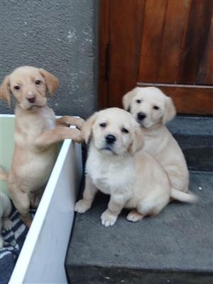 Labrador Puppies