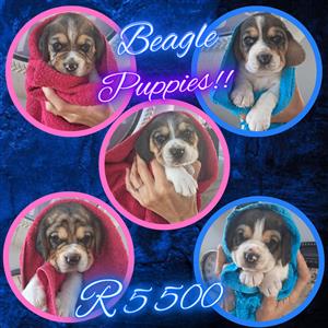 Beagle puppies